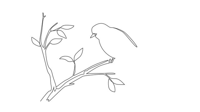 Self drawing animation of single continuous line drawing willow warblers perched on tree branches. The inconspicuous chirp. Sweet chirps in garden. International Dawn Chorus Day. Full length animated