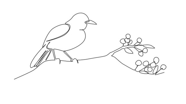 Animated self drawing of single continuous line drawing blackbird perched on tree branch with leaves and small fruits. Brighten up the morning. International Dawn Chorus Day. Full length animation
