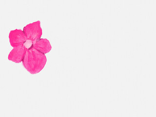 Fototapeta premium Pink watercolor flower painting on white background