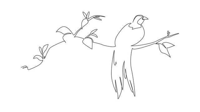 Animated self drawing of single one line drawing the bird of paradise perched on a tree branch with leaves. Bird originates from Papua, Indonesia. International Dawn Chorus Day. Full length animation