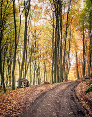 Obraz premium Forest Path in Autumn with Fallen Leaves and Stacked Wood