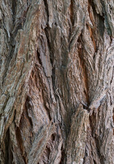 Beautiful close-up of the bark of agonis flexuosa