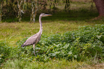 A grey heron standing in Coy Pond Gardens in Bournemouth, England
