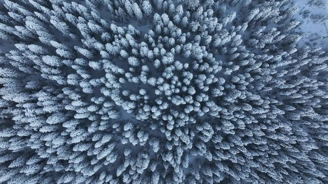 Ilgaz Mountains National Park Ski Resort on the Border of Kastamonu and &Ccedil;ankırı Provinces Drone Video, Kastamonu Turkiye (Turkey)


