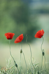 Obraz premium Three Red Poppies with Buds in a Field