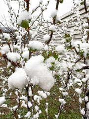 Spring bush with young green leaves entirely blanketed in snow after a surprise frost