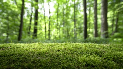 Close-up of vibrant green moss on forest floor, surrounded by lush trees, blurred background.