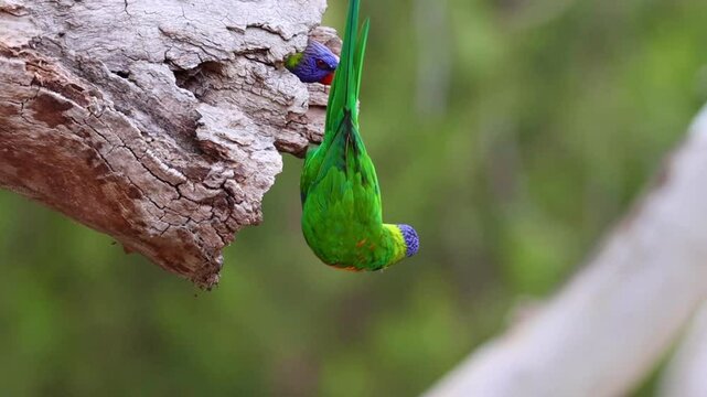 Cute colorful rainbow lorikeets flying out of their nest in eucalyptus tree in slow motion. Lochiel Park Southern Wetland, klemzig, adelaide, south australia. australian most numerous birds