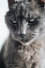 close up portrait of a cat