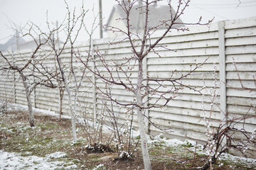 Fruit trees with spring buds caught in unexpected snowfall in backyard garden