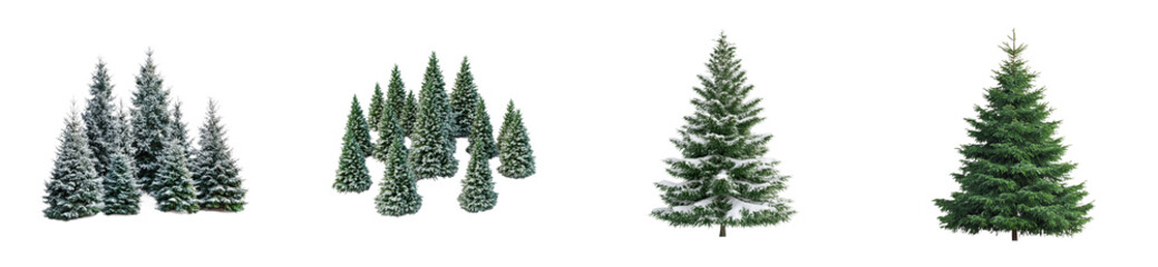 Four types of evergreen trees in winter and summer foliage, cut out - stock png