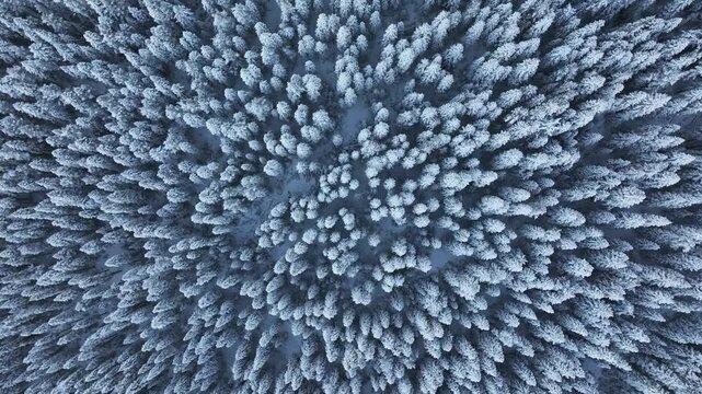 Ilgaz Mountains National Park Ski Resort on the Border of Kastamonu and &Ccedil;ankırı Provinces Drone Video, Kastamonu Turkiye (Turkey)

