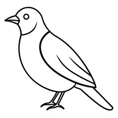 dove isolated on white background