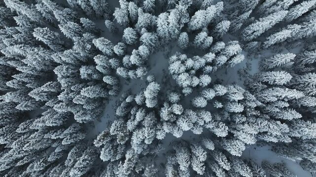 Ilgaz Mountains National Park Ski Resort on the Border of Kastamonu and &Ccedil;ankırı Provinces Drone Video, Kastamonu Turkiye (Turkey)

