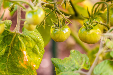 Fototapeta premium Solanum pimpinellifolium pertenece a la familia de Solanaceae.