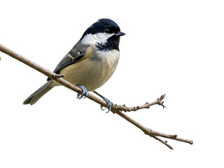 A Coal Tit bird, native to Ireland, is perched on a bare branch, isolated against a stark white background.