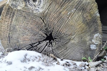 Textured surface with rings and cracks. Cross section of tree trunk. Wood texture. 