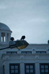 Pigeons perched on a streetlight against a cloudy sky in an urban setting during twilight hours