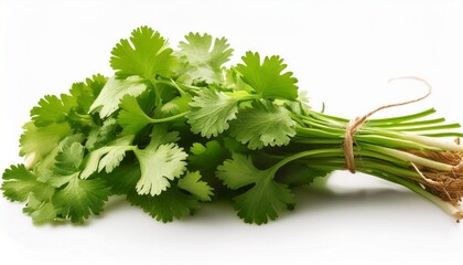 Fototapeta premium Fresh green coriander bunch isolated on white background