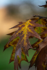 Colorful autumn leaves in close-up show rich textures and details during the fall season in a serene outdoor setting