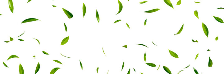 floating green leaves banner on transparent background