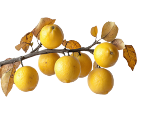 Lemon harvesting event orchard nature isolated on transparent background, png