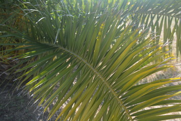 Lush tropical palm leaves catching sunlight in a serene outdoor setting during daytime