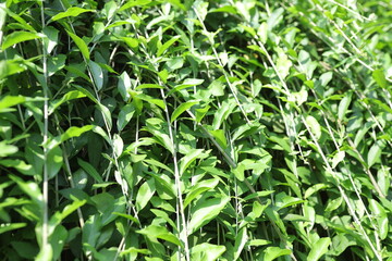 Plants with their long branches and many leaves covering the entire wall. Green vines named Lee...