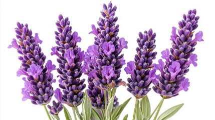 Obraz premium Vibrant lavender flowers in full bloom, showcasing their rich purple hues and delicate petals, evoke sense of tranquility and beauty
