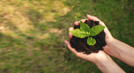 Top view of hand holding seedling in soil preparing for planting. Sustainability and environment conservation concept.