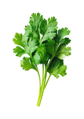 Fresh cilantro bunch kitchen food natural isolated on transparent background, png