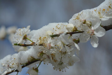 Branch with white cherry blossoms in snow against blue sky
