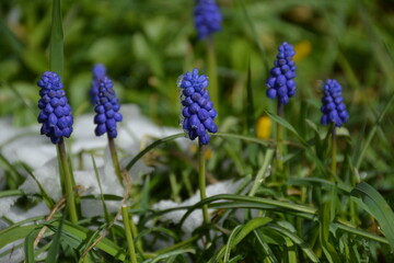 Blue columns of mouse hyacinth flowers in snow-covered grass in early spring