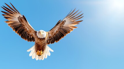 Obraz premium Majestic bald eagle soaring in a clear sky