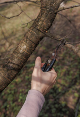 pruning of trees with pruning shears