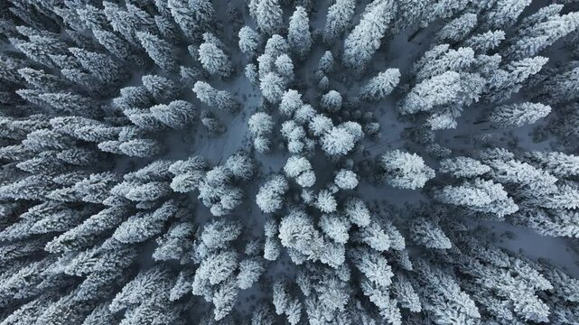 Ilgaz Mountains National Park Ski Resort on the Border of Kastamonu and &Ccedil;ankırı Provinces Drone Video, Kastamonu Turkiye (Turkey)

