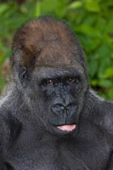 Portrait of a Western Lowland Gorilla, male