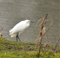 great white heron