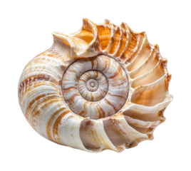 Nature event spiral shell discovery ocean shoreline isolated on transparent background, png