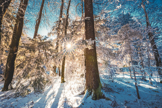 Abendsonne im Winterwald