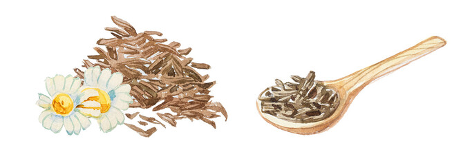 Camomile tea leaves dry and a spoon of tea design isolated on a white background. Watercolor cup of tea illustration. Retro kitchenware clipart.