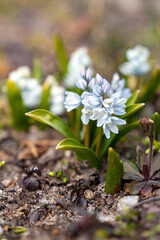 Close up of small spring flower called Puschkinia Scilloides. Early spring bulbous flowers in...