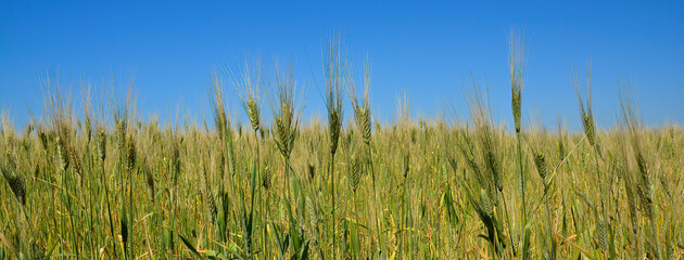wheat fields in the sun
