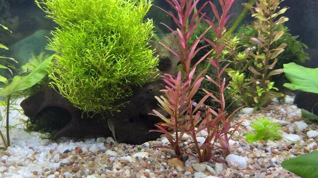 Apistogramma cacatuoides dwarf cichlid couple in aquarium during courtship 4K