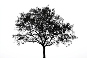 lonely tree on white background