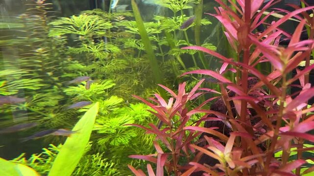 aquarium with Danio margaritatus Fish with plants 4K