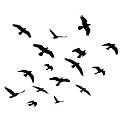 Silhouette of a Flock of Birds Flying in Formation Isolated on White Background