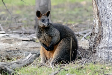 Swamp Wallaby - Wallabia bicolor - adult in woodland habitat, Australia