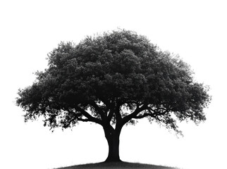 Majestic tree silhouette nature black and white calm isolated on transparent background, png