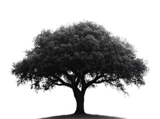 Majestic tree silhouette nature black and white calm isolated on transparent background, png